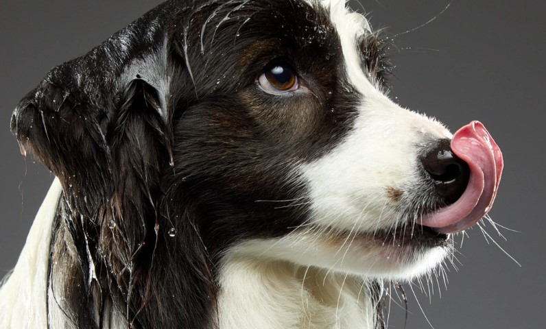 Bye-Bye, Dog Smell: Effective Tips for a Fresher Home